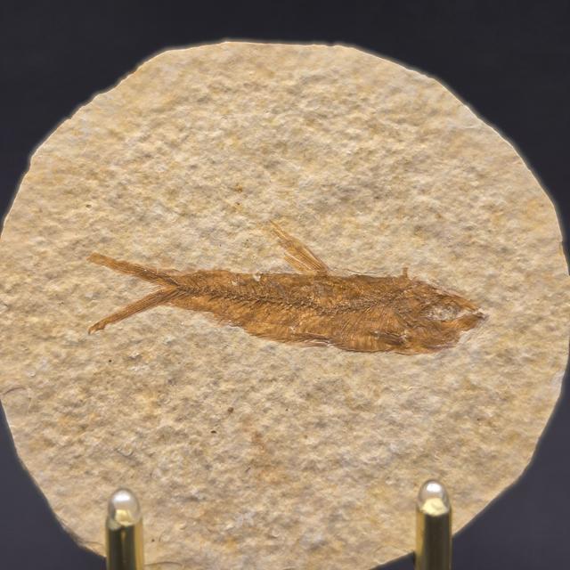Knightia eocaena on Matrix — view 2