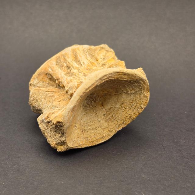 Mosasaur Vertebrae — view 3