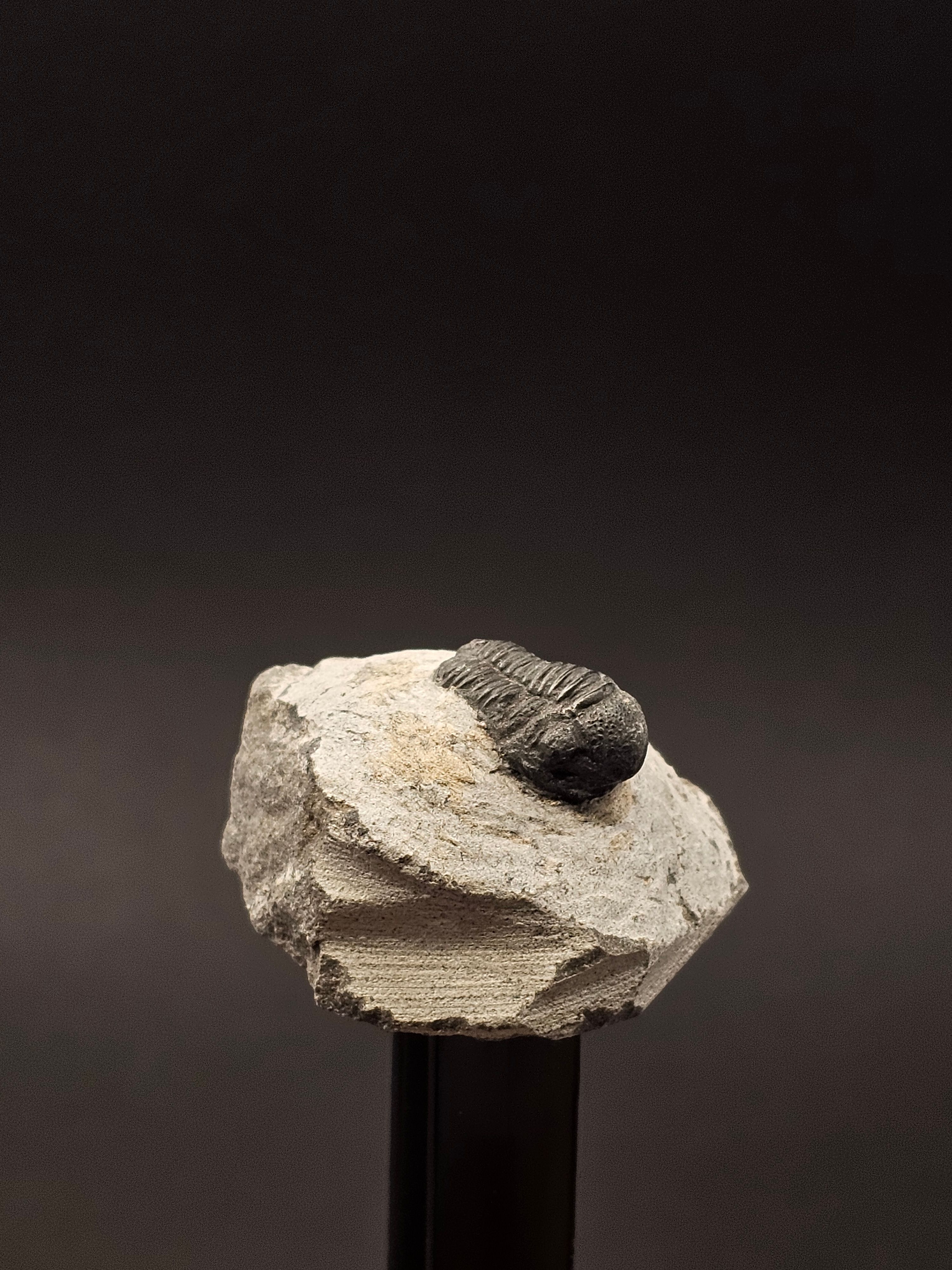 Gerastos Trilobite on Matrix — view 3