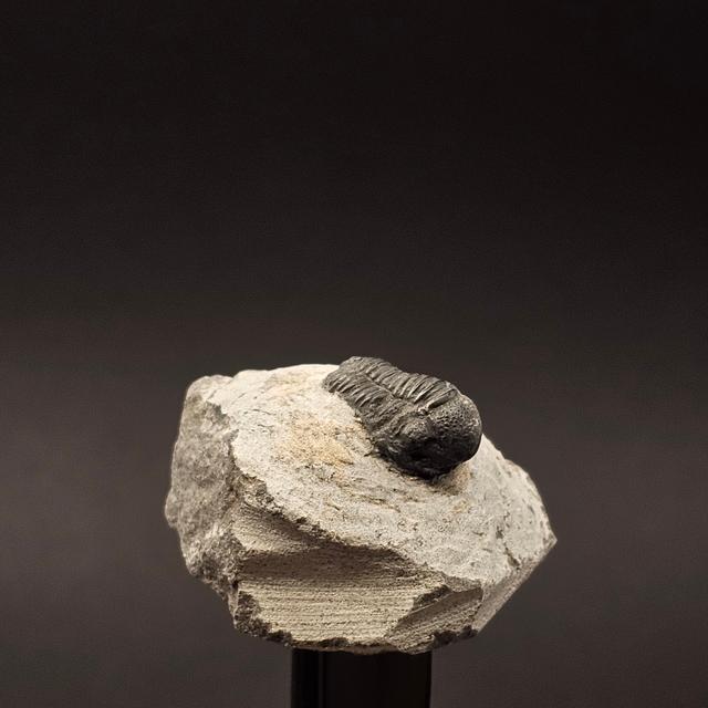 Gerastos Trilobite on Matrix — view 3