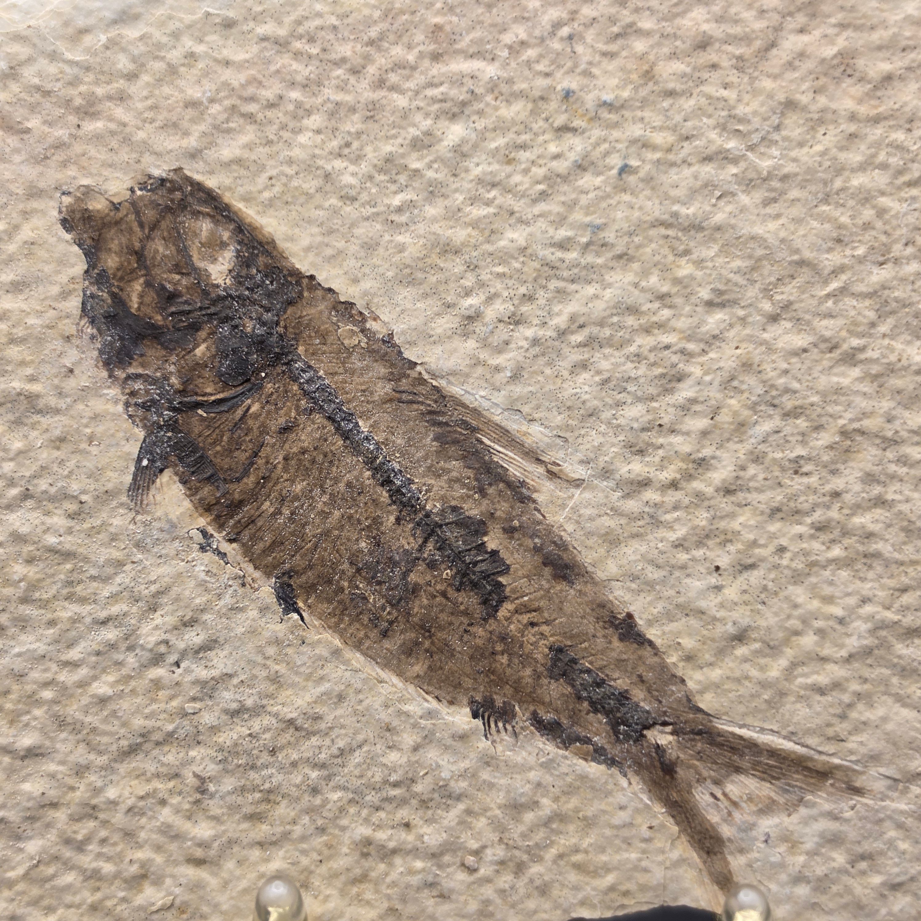 Knightia eocaena on Matrix — view 2