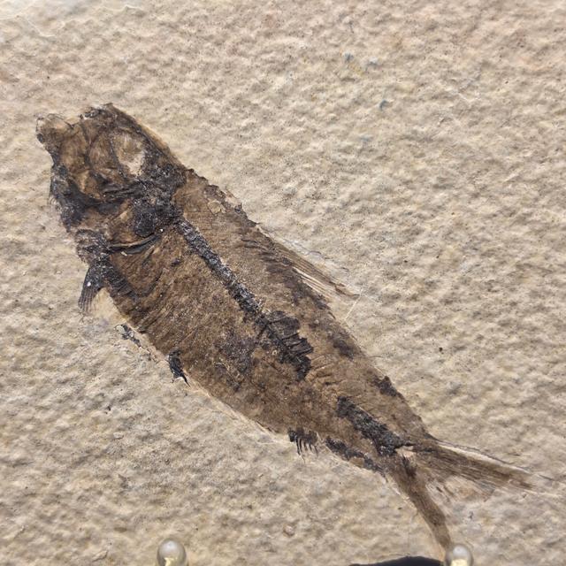 Knightia eocaena on Matrix — view 2