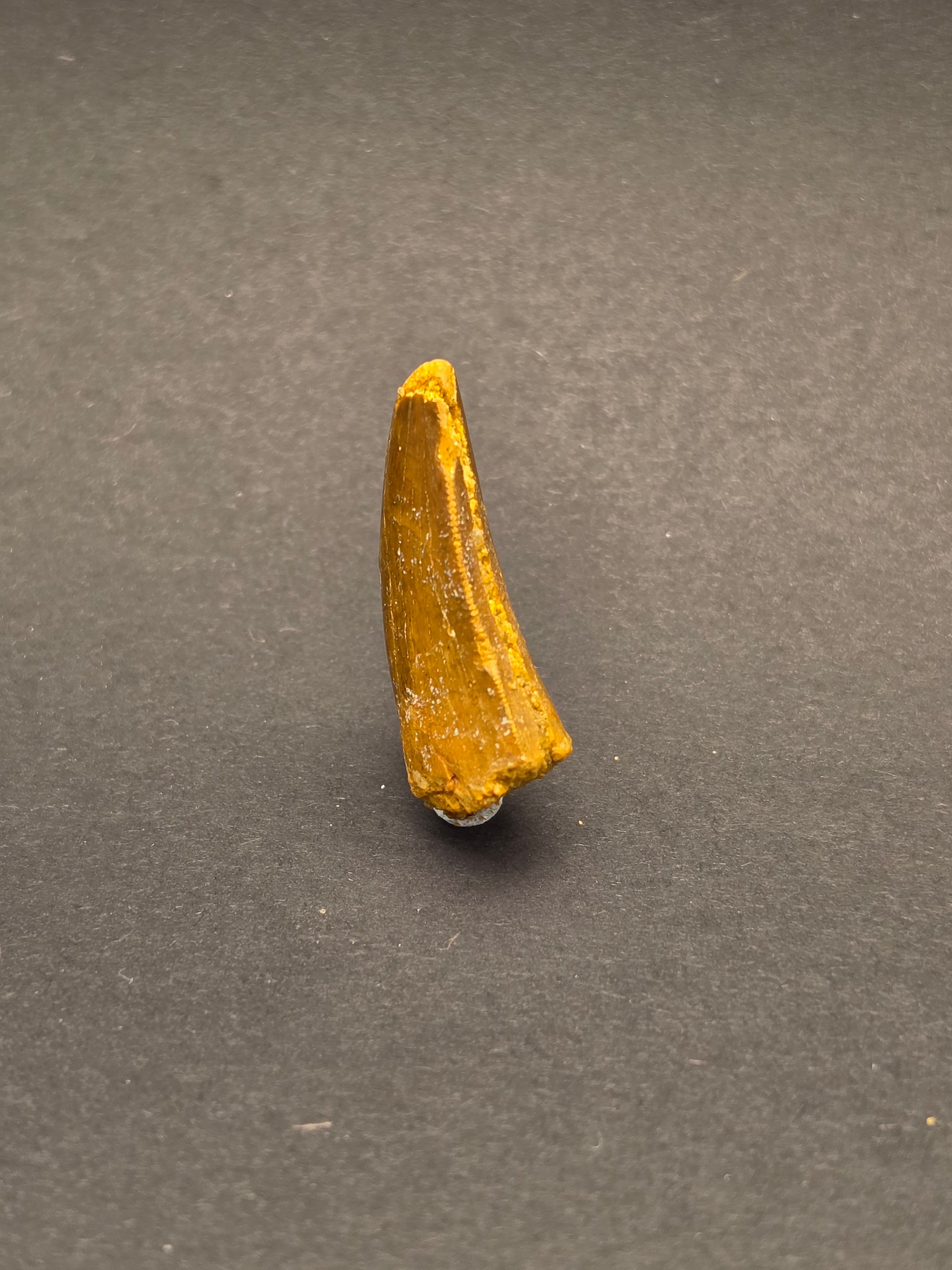 Carcharodontosaurus Tooth — view 4