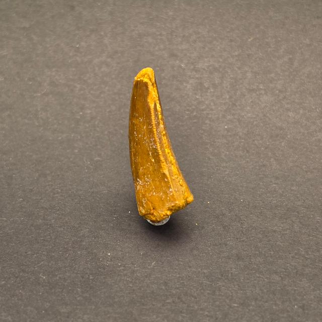 Carcharodontosaurus Tooth — view 4