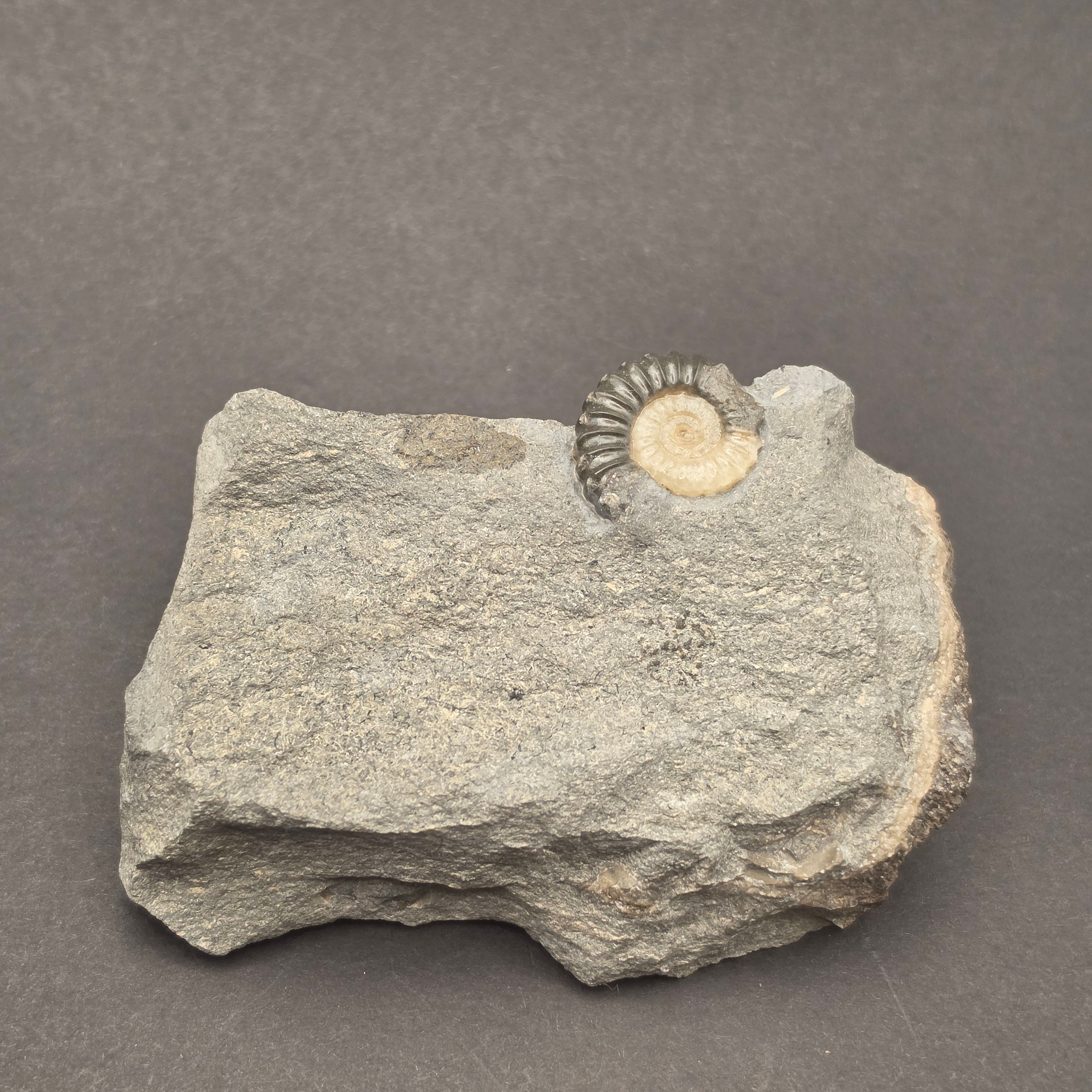 Promicroceras Calcite Ammonite on Matrix — view 7