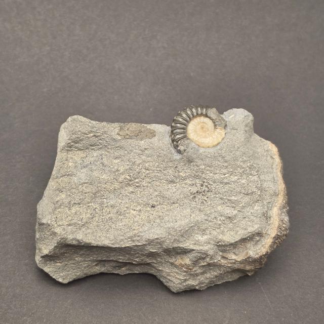 Promicroceras Calcite Ammonite on Matrix — view 7