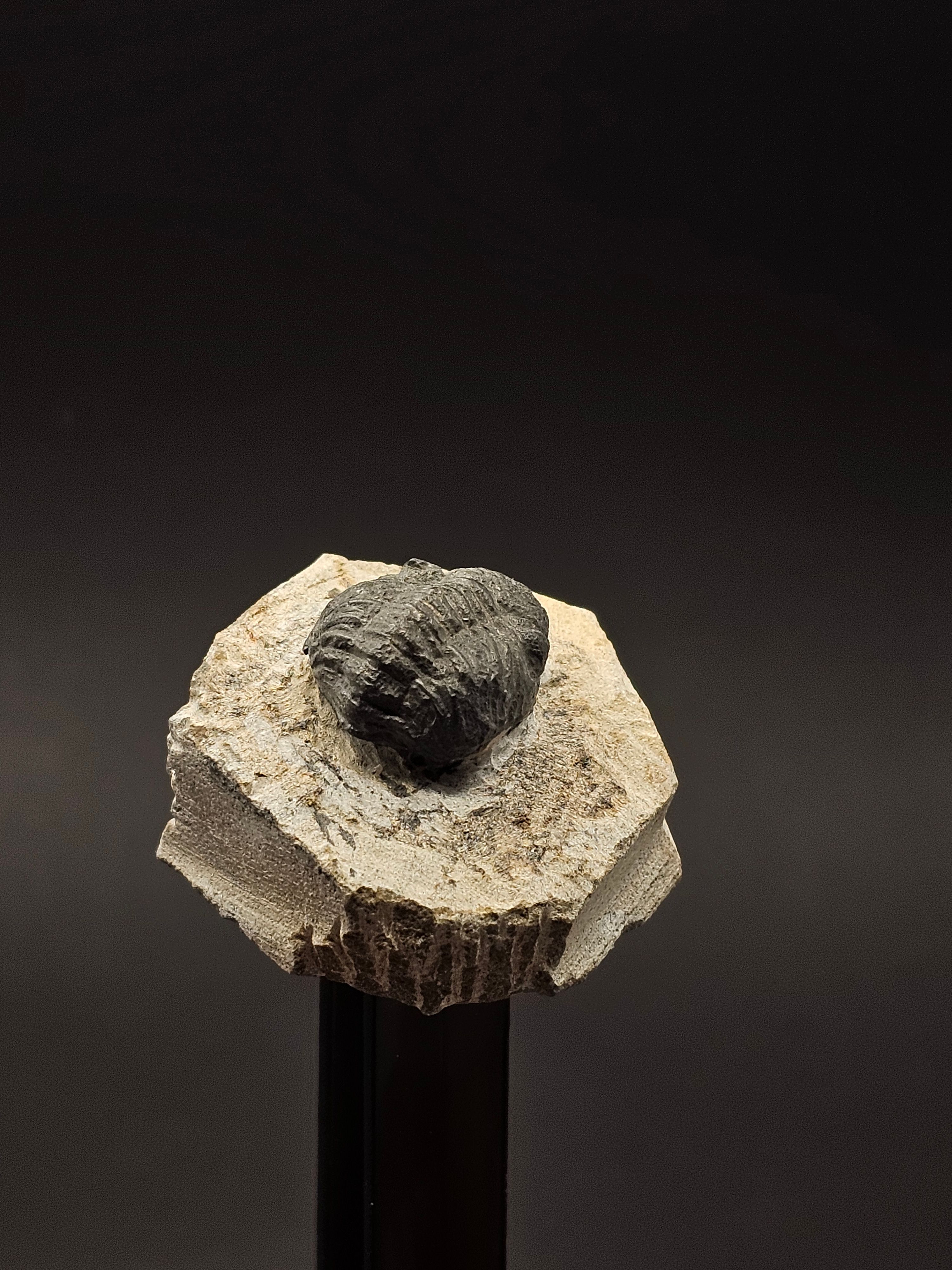 Gerastos Trilobite on Matrix — view 3