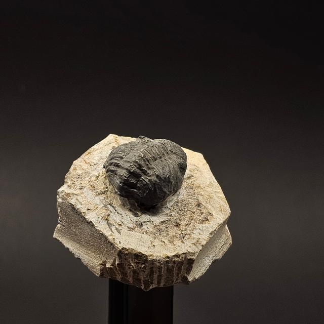Gerastos Trilobite on Matrix — view 3