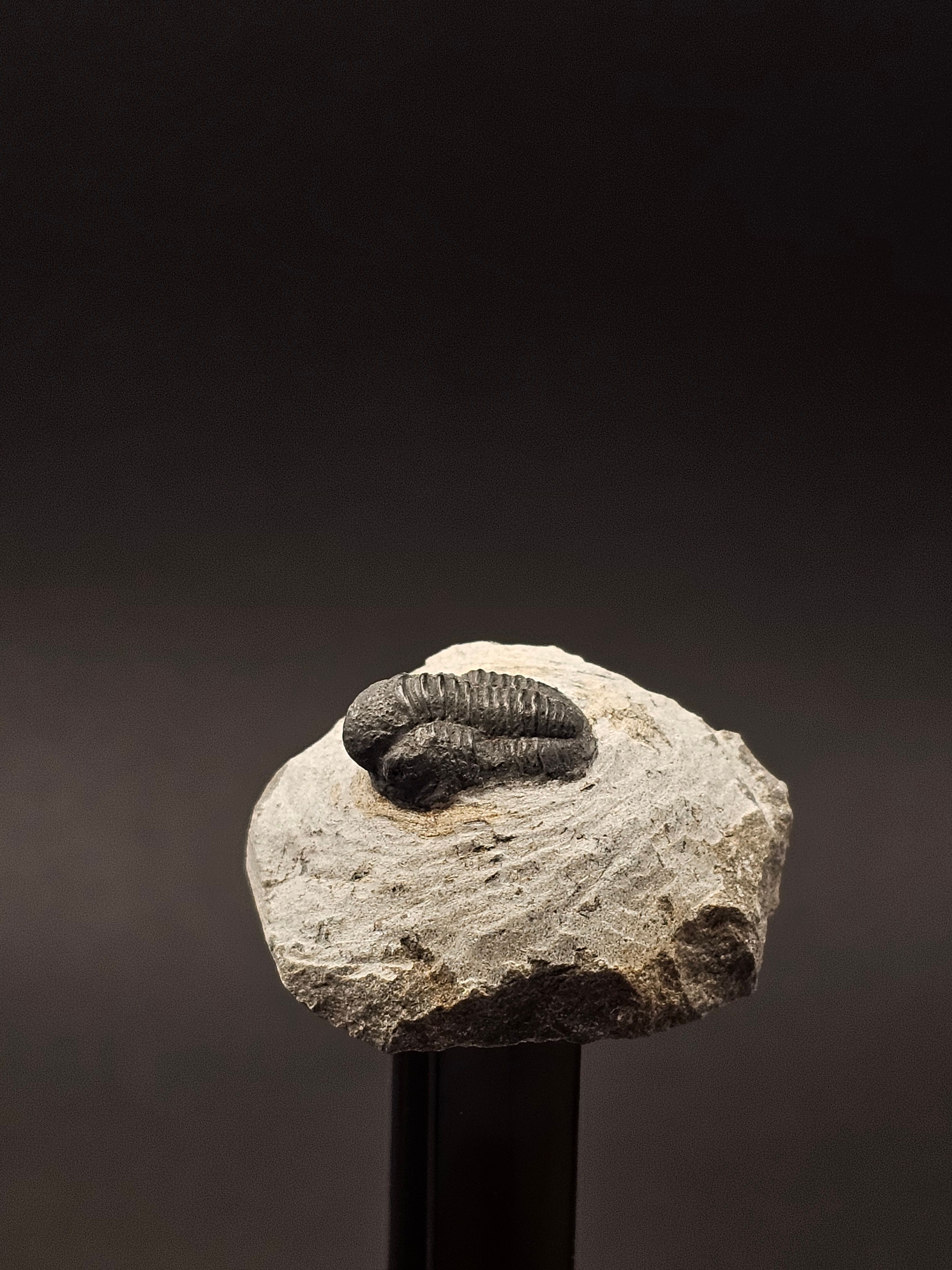 Gerastos Trilobite on Matrix — T5