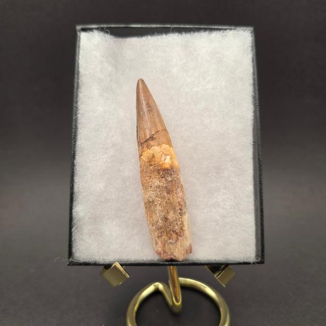 Spinosaurus Tooth — view 2