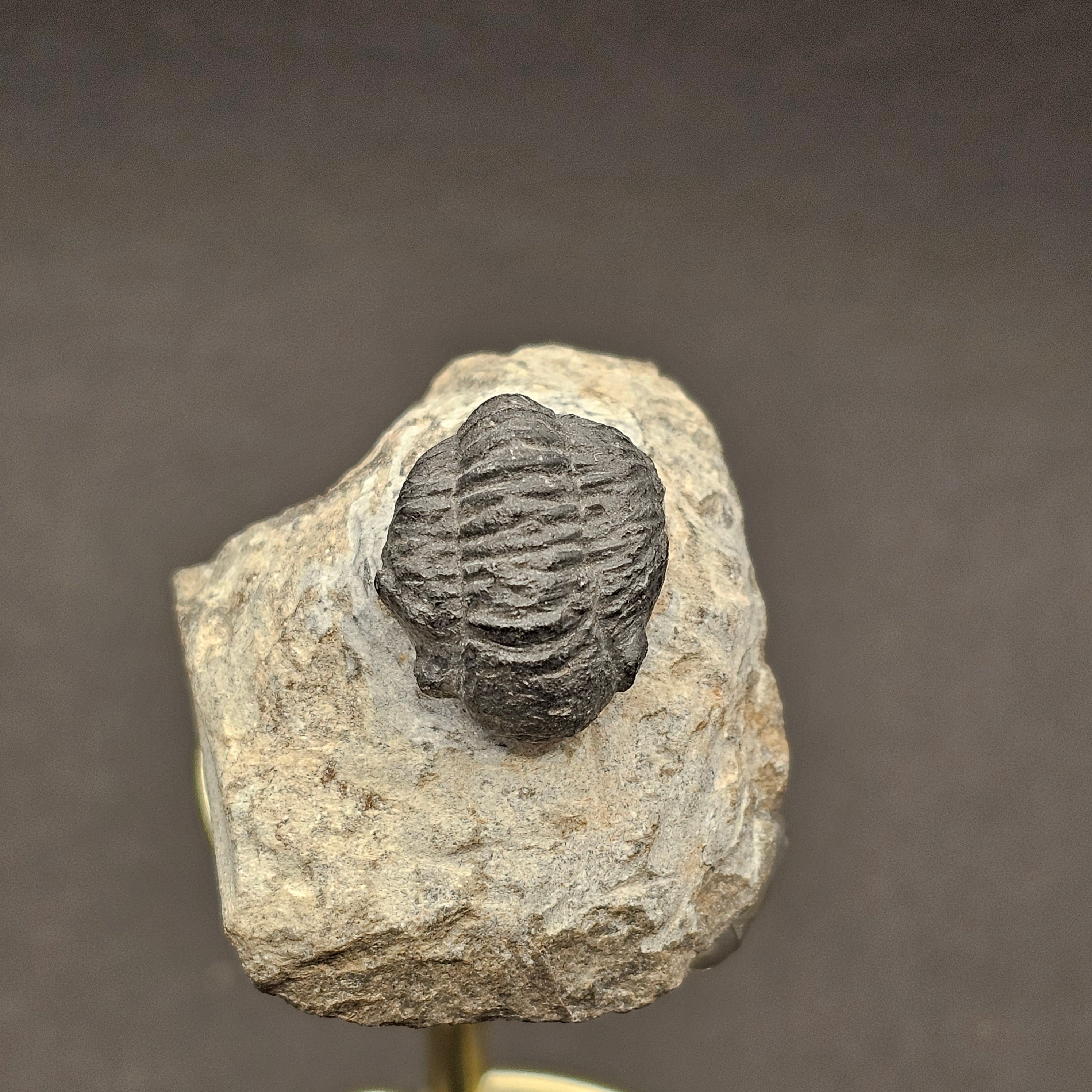 Gerastos Trilobite on Matrix — view 5