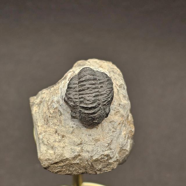 Gerastos Trilobite on Matrix — view 5
