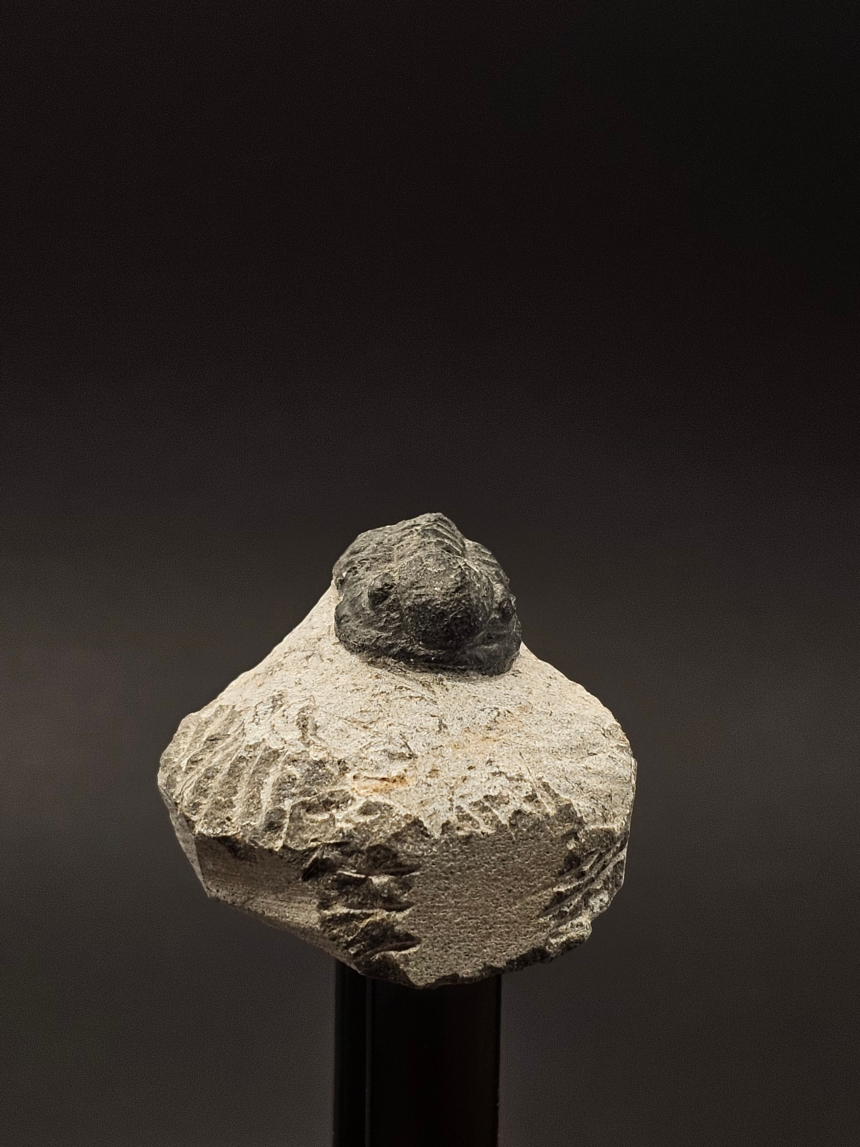 Gerastos Trilobite on Matrix — view 3