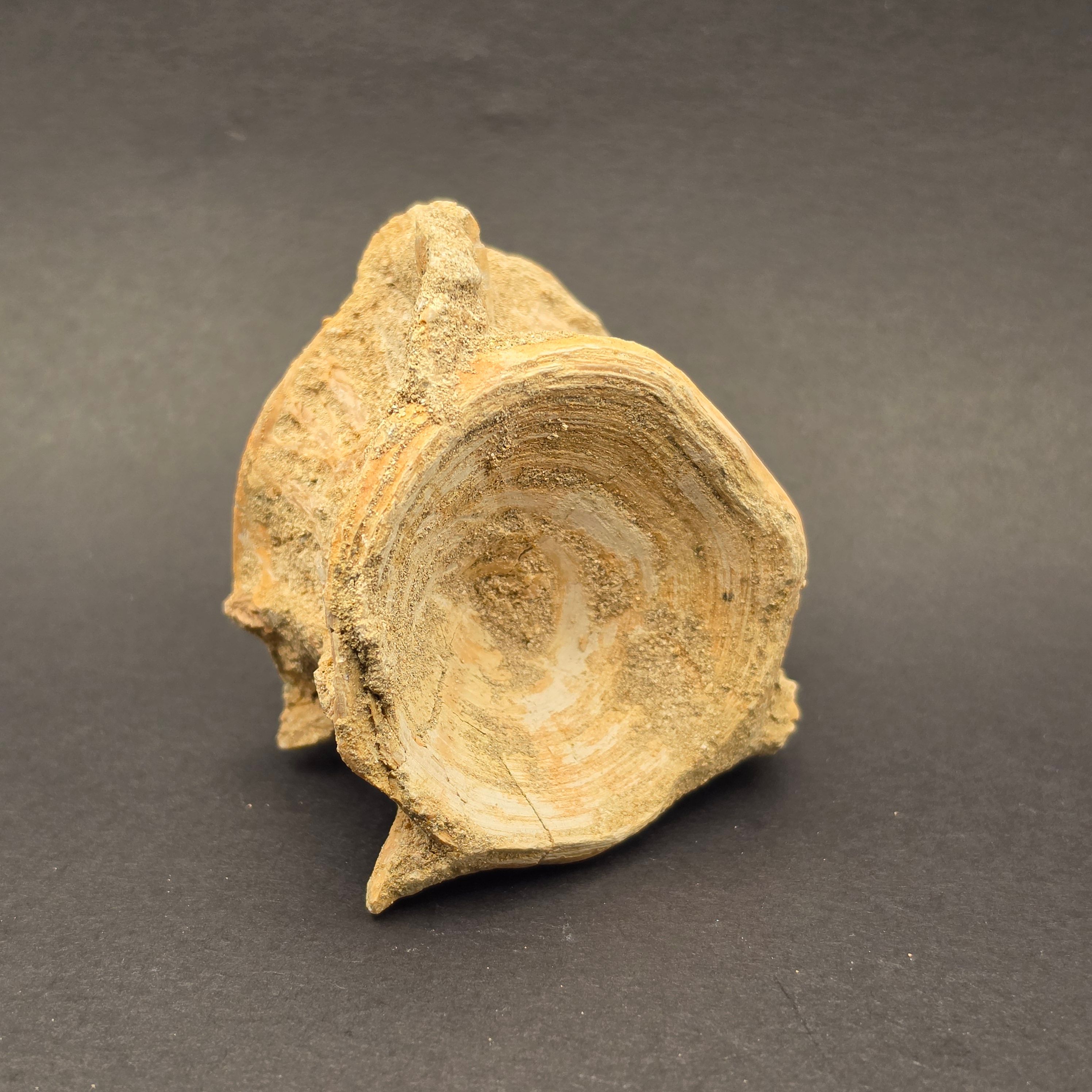 Mosasaur Vertebrae — view 2