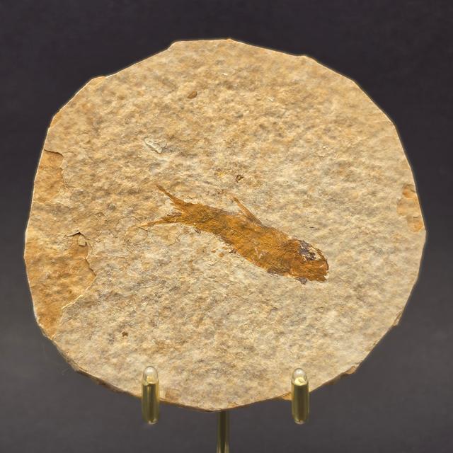 Knightia eocaena on Matrix — view 1