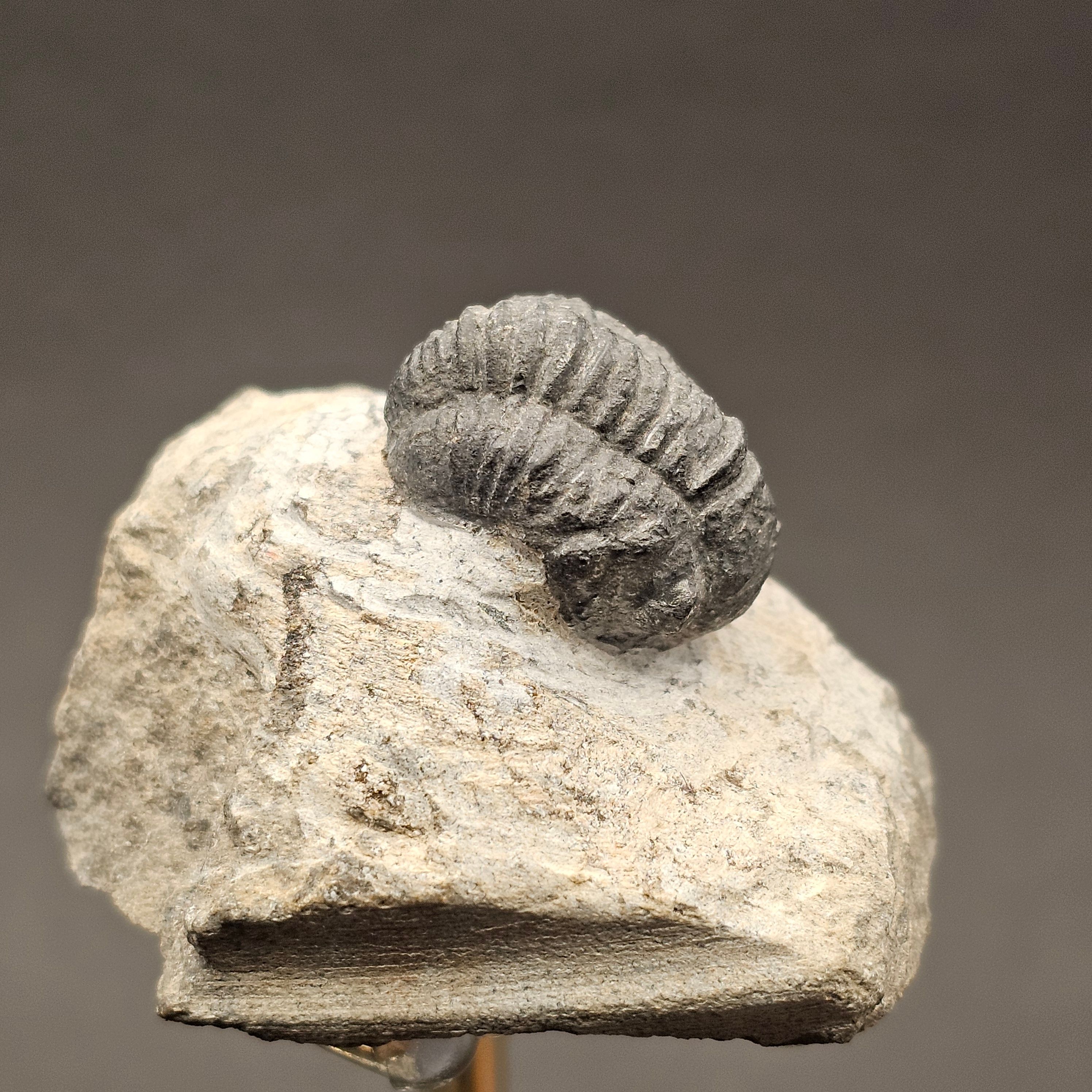 Gerastos Trilobite on Matrix — view 2