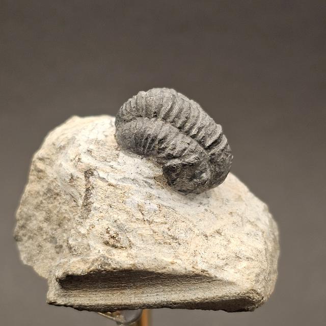 Gerastos Trilobite on Matrix — view 2
