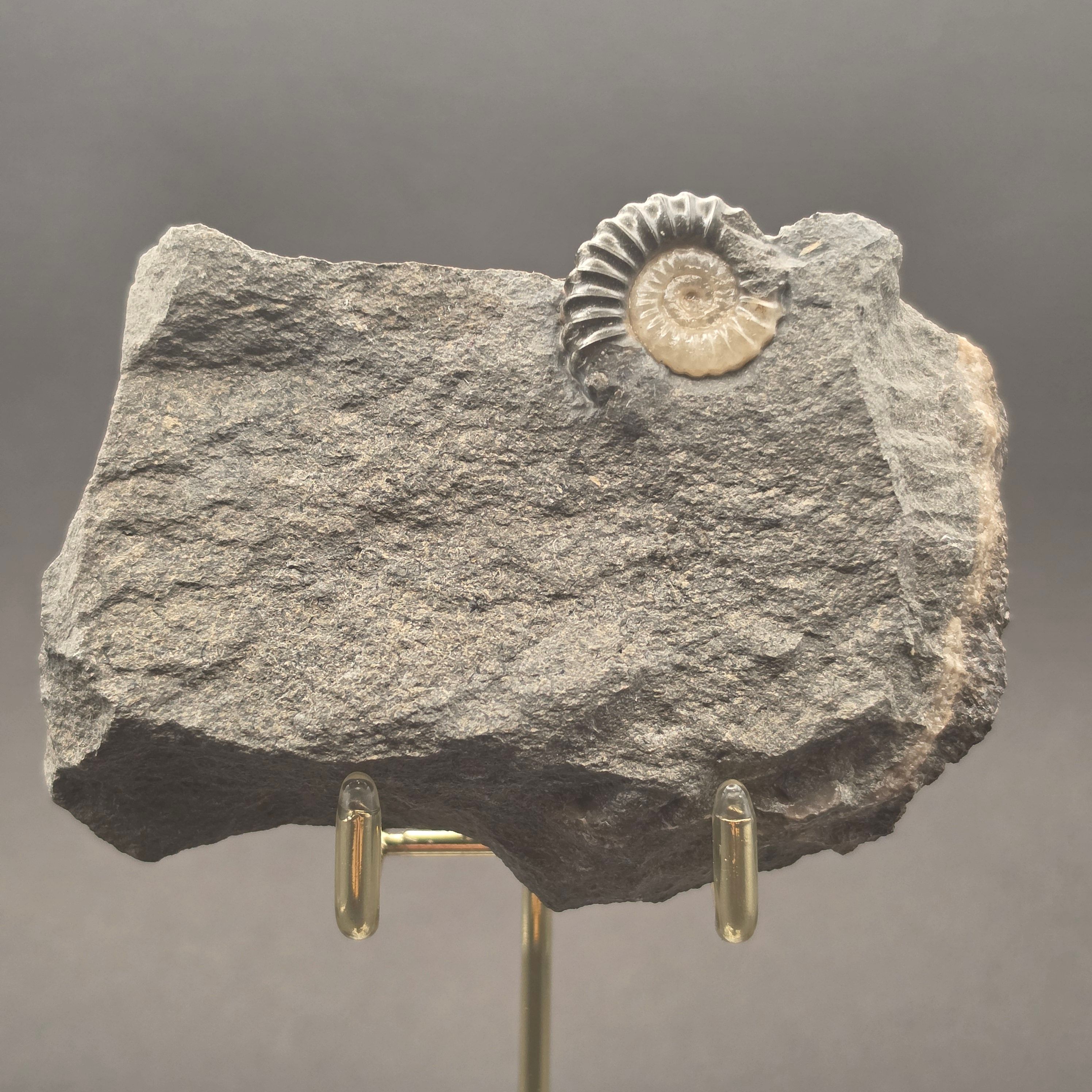 Promicroceras Calcite Ammonite on Matrix — PMC01