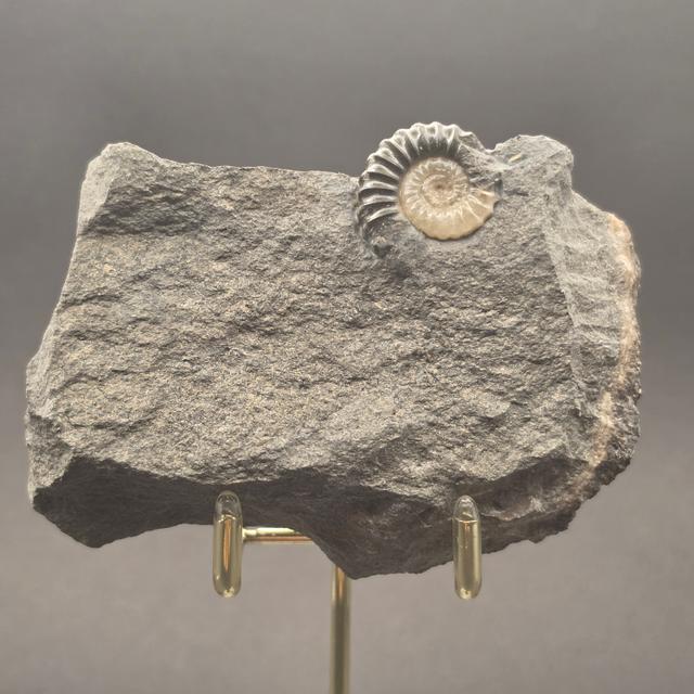Promicroceras Calcite Ammonite on Matrix — view 1