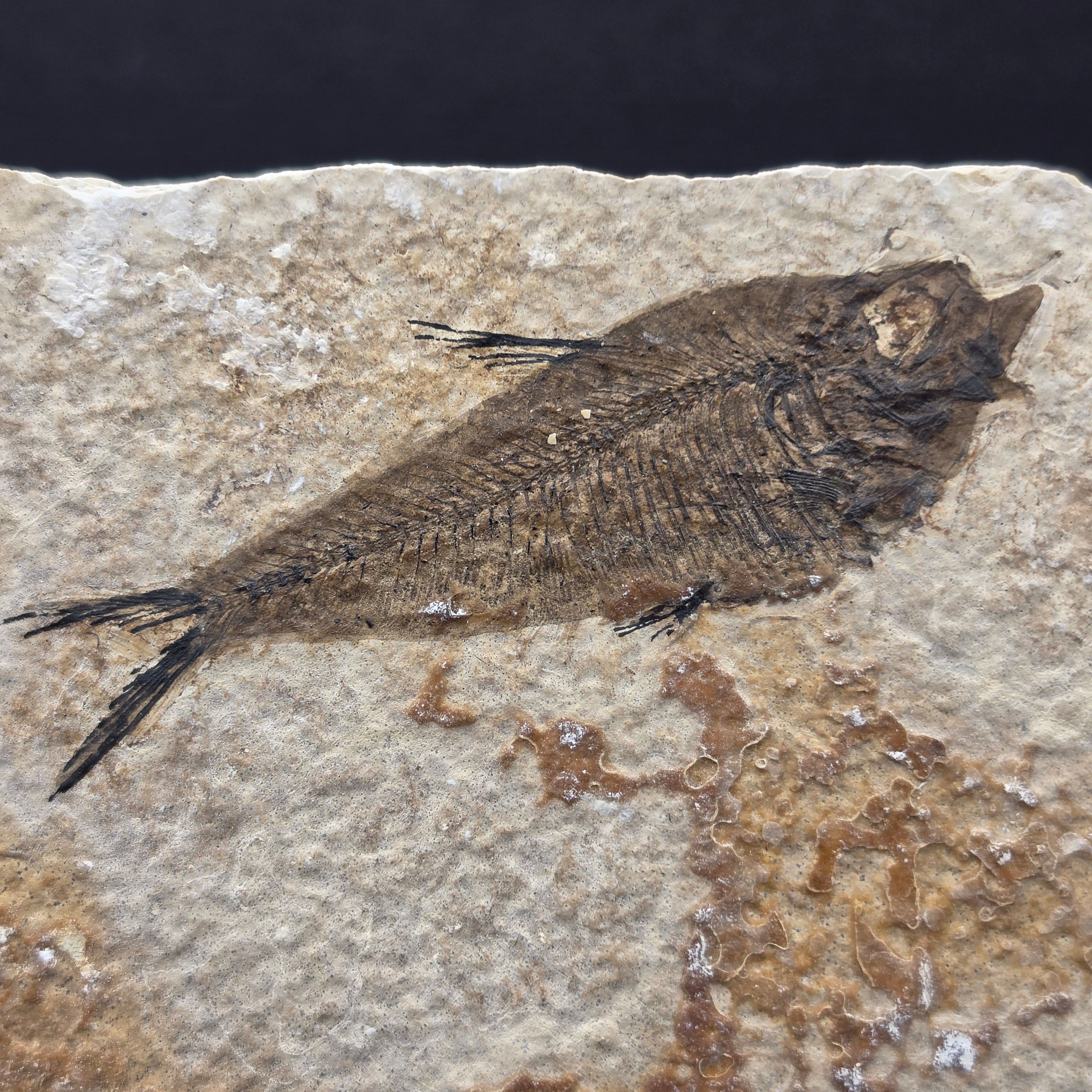 Knightia eocaena on Matrix — view 2