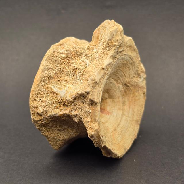 Mosasaur Vertebrae — view 3