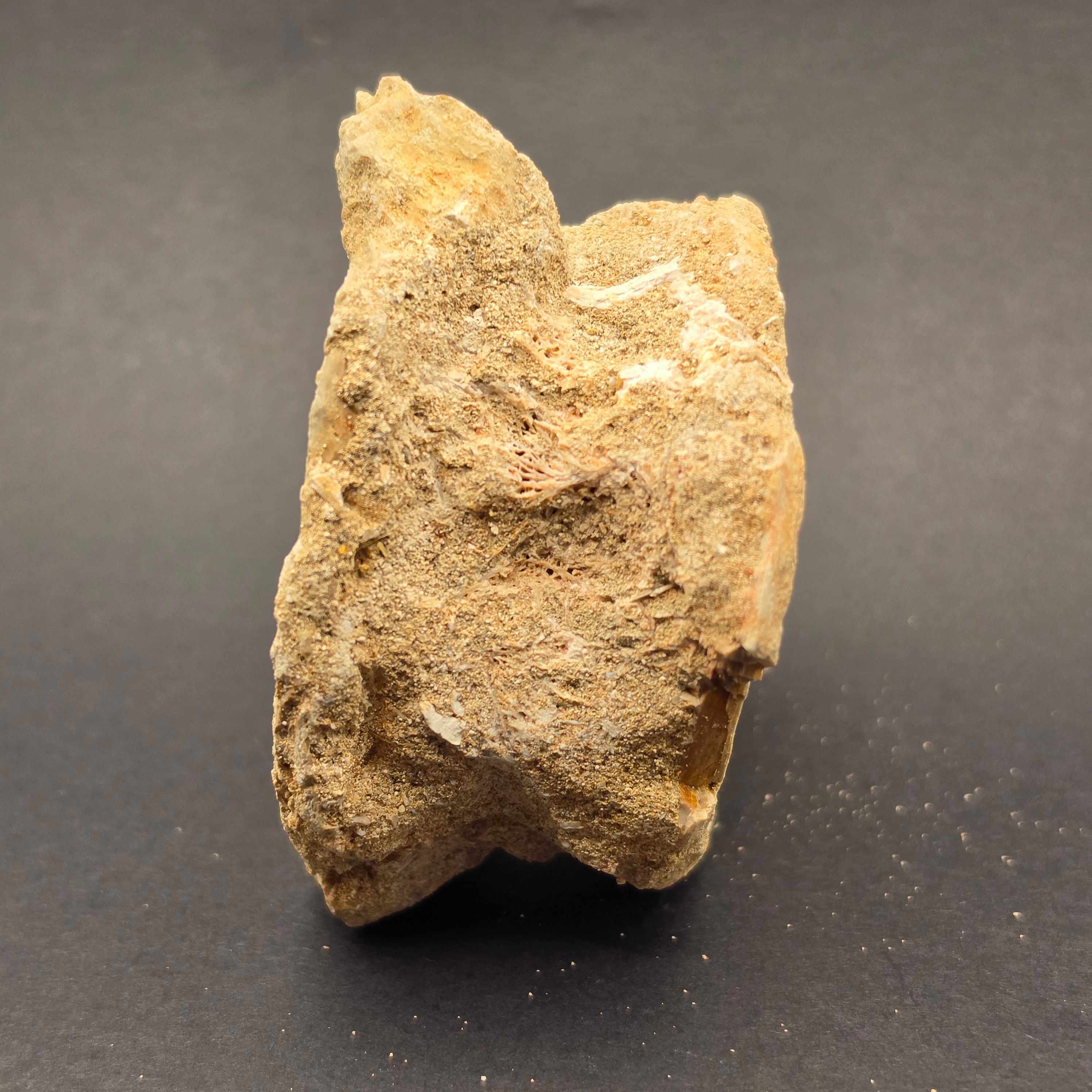 Mosasaur Vertebrae — view 5