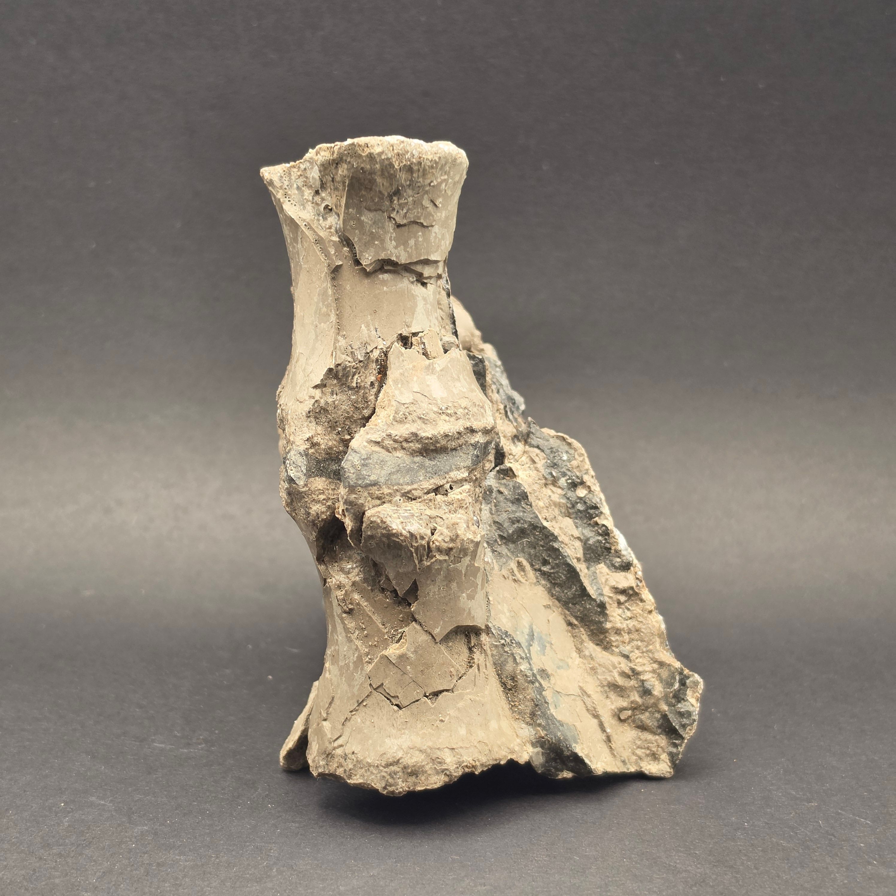 Whitby Jurassic Ichthyosaur Bone Block — view 2