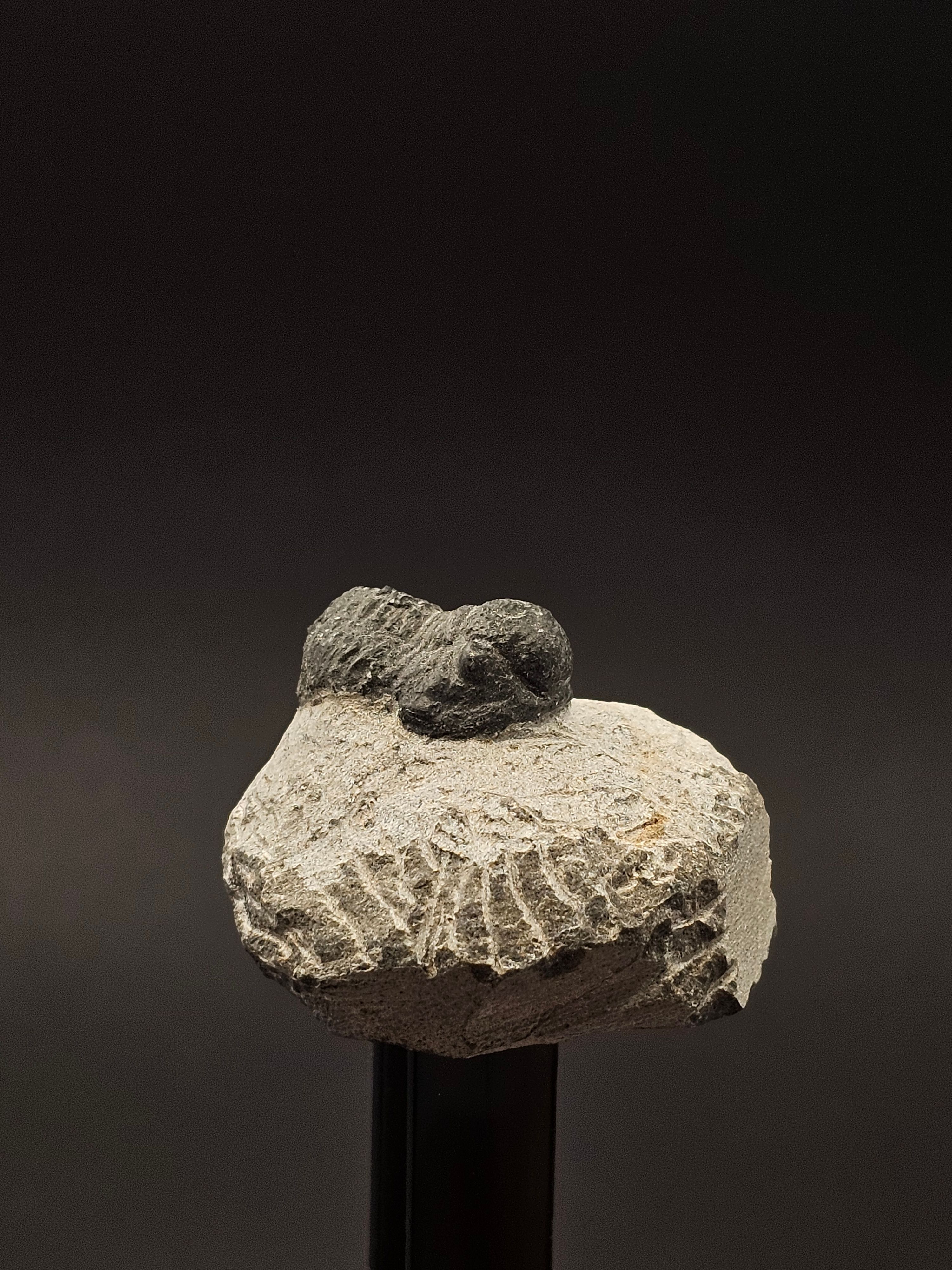 Gerastos Trilobite on Matrix — view 4