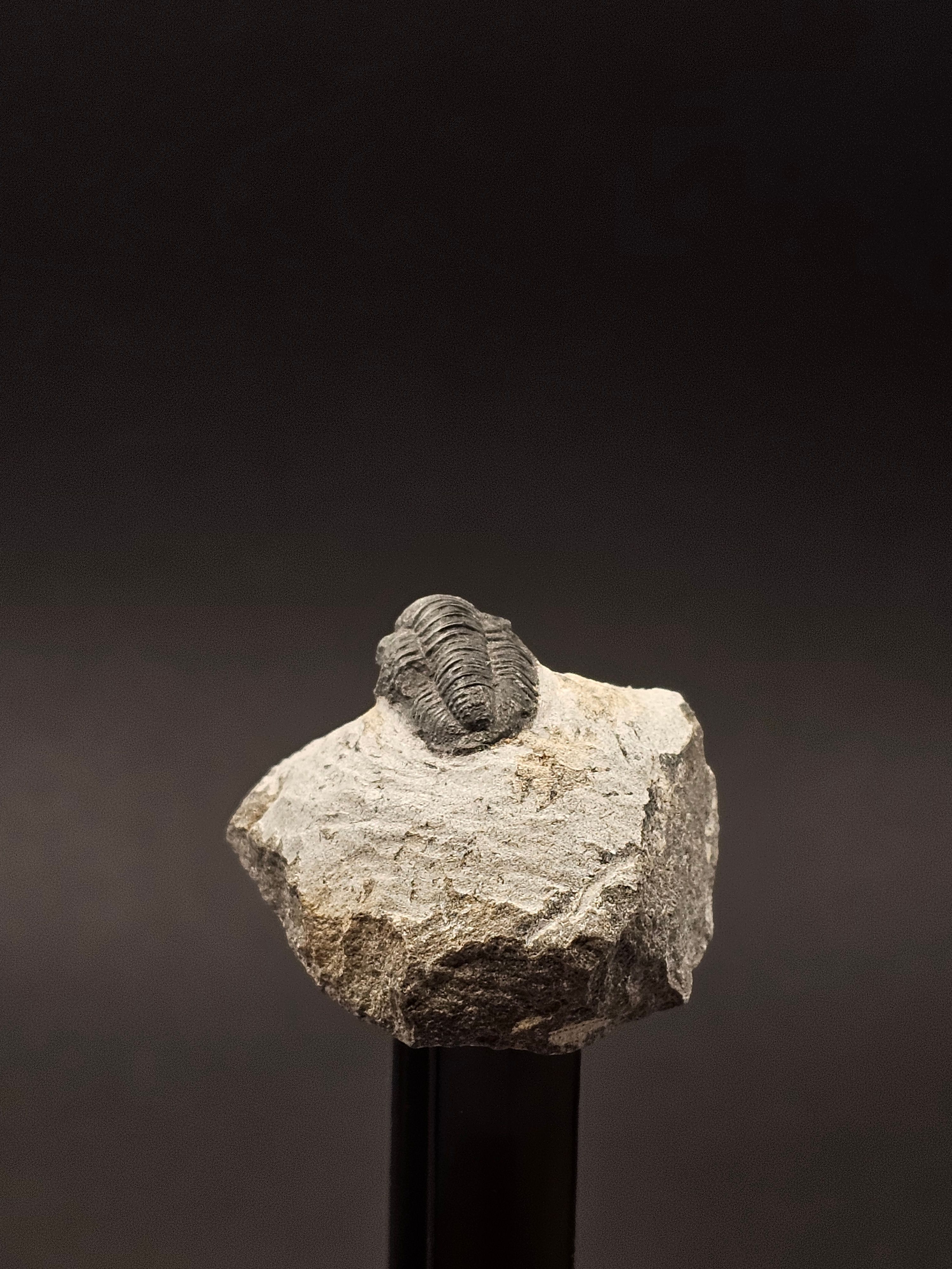 Gerastos Trilobite on Matrix — view 6