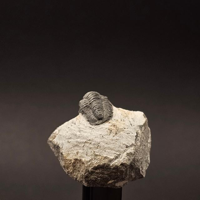 Gerastos Trilobite on Matrix — view 6