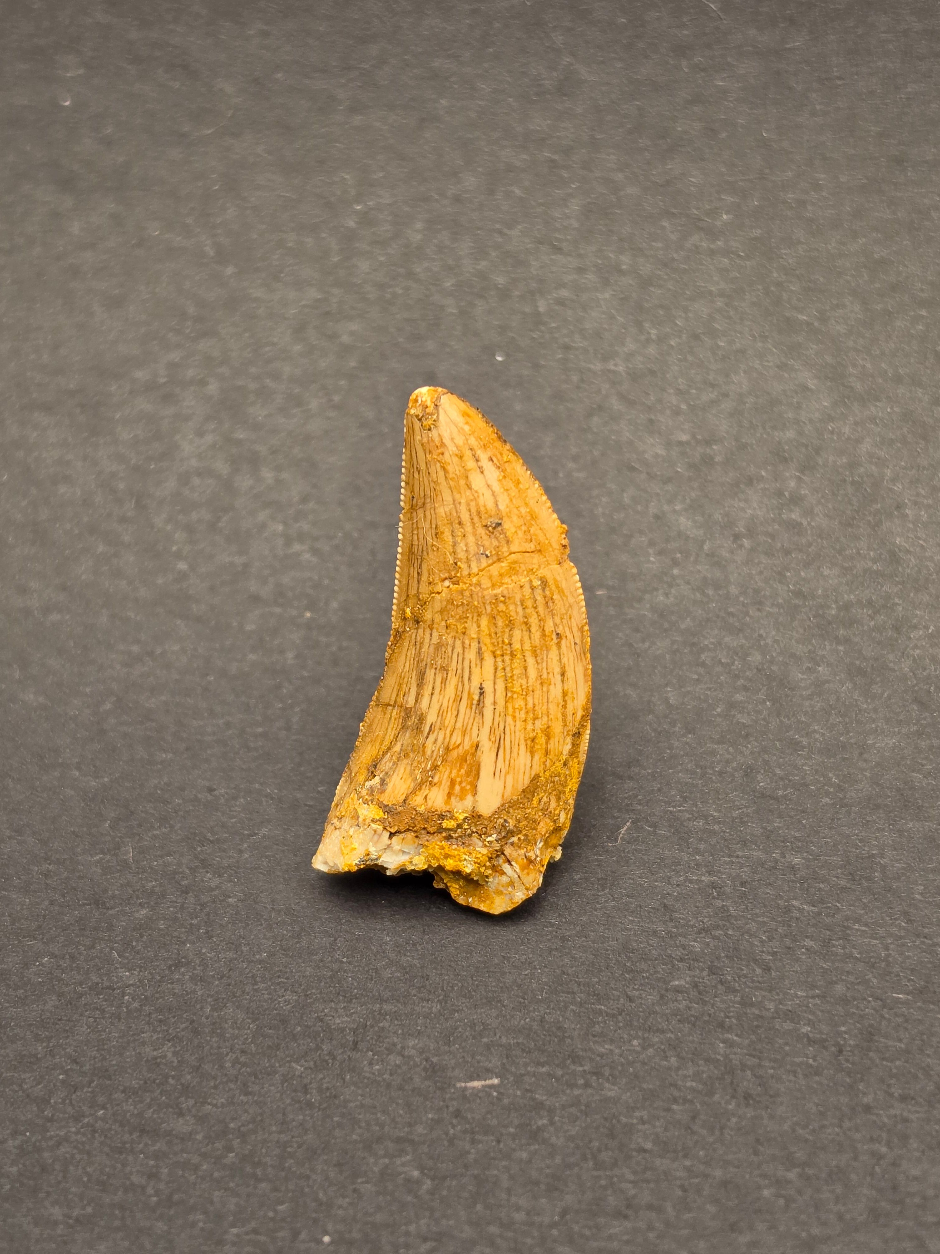 Carcharodontosaurus Tooth — view 3