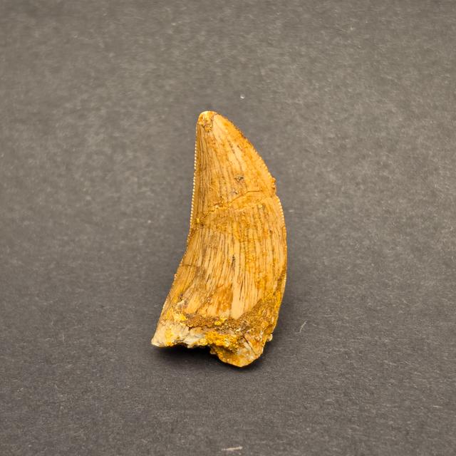 Carcharodontosaurus Tooth — view 3