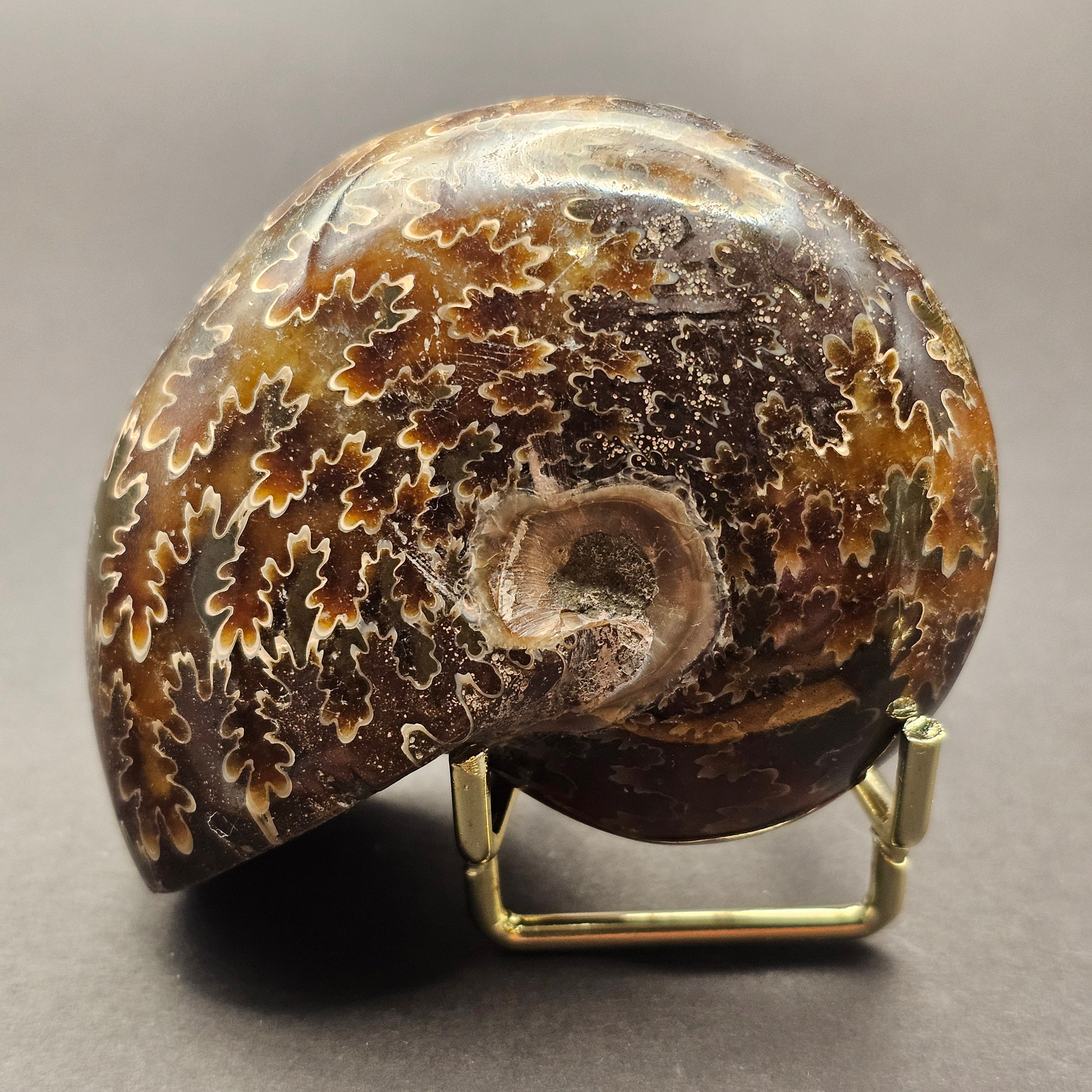 Polished Desmoceras Ammonite — view 2