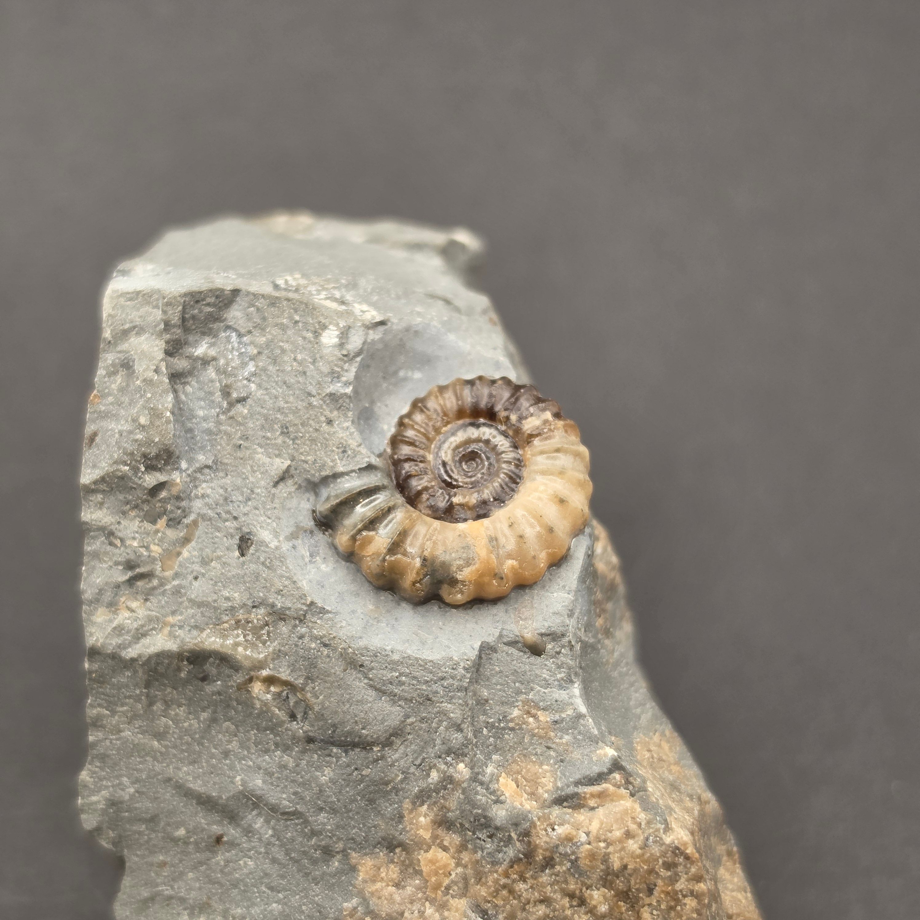 Promicroceras Calcite Ammonite on Matrix — view 5