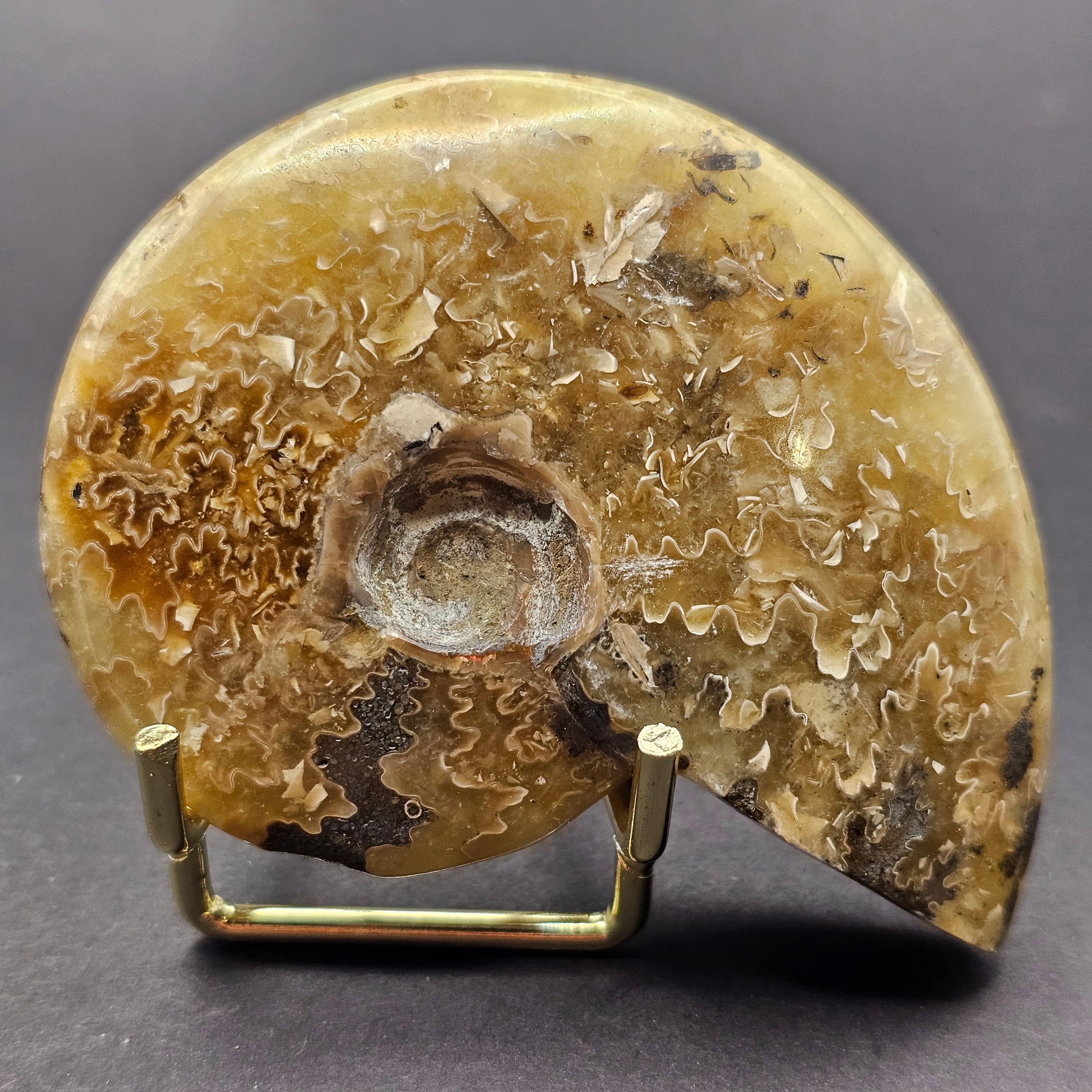 Polished Cleoniceras Ammonite — CA2