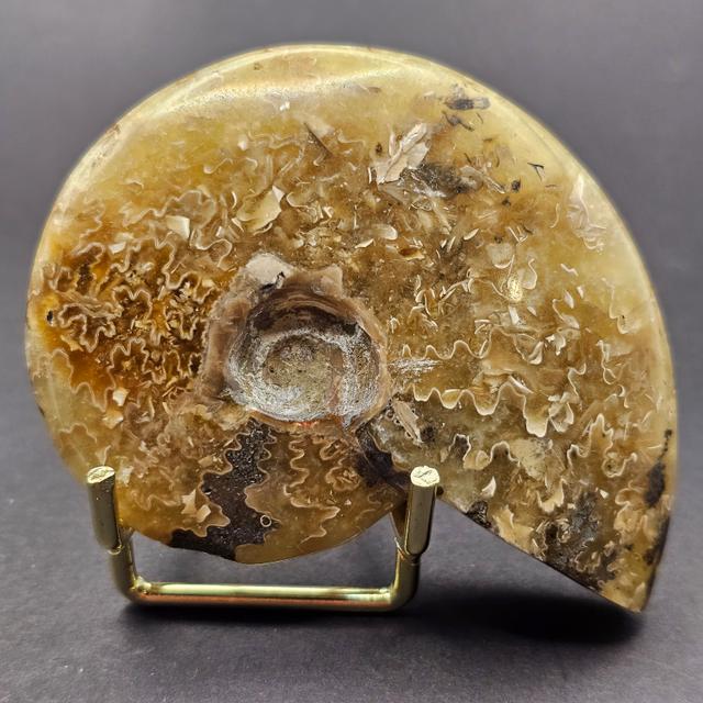 Polished Cleoniceras Ammonite — view 1