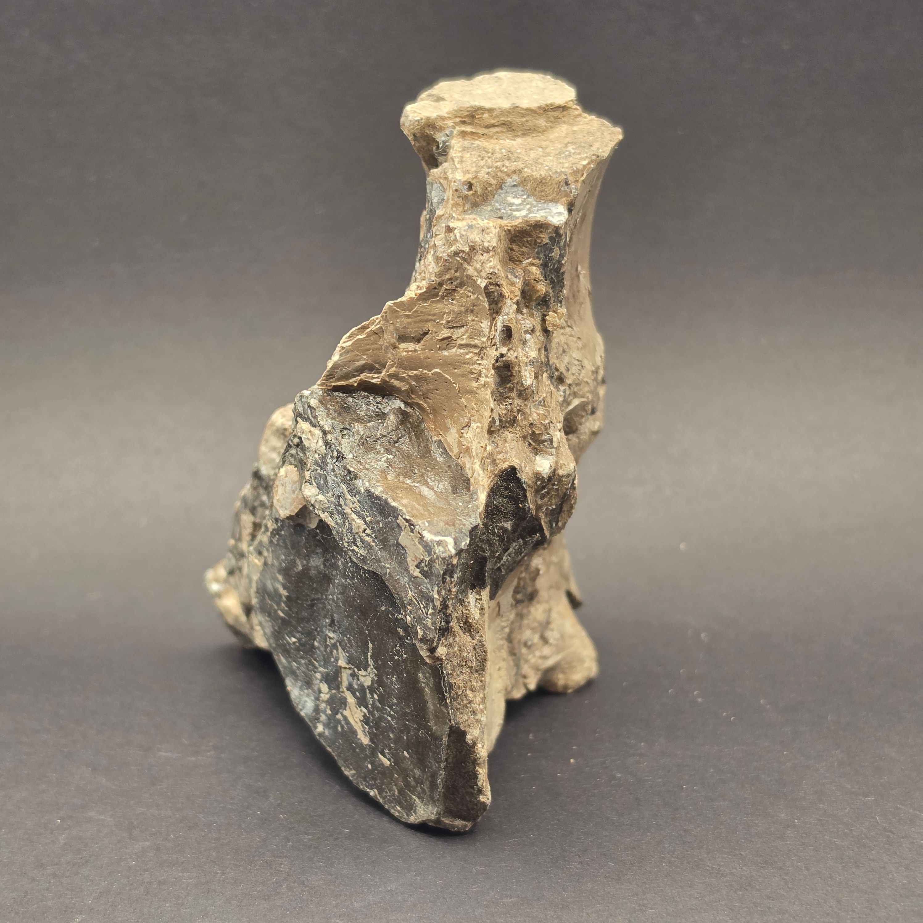 Whitby Jurassic Ichthyosaur Bone Block — view 4