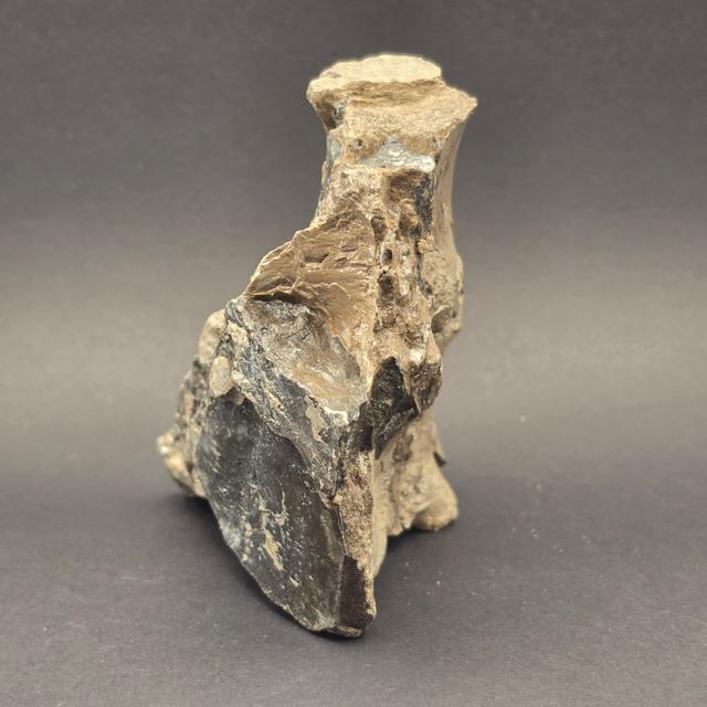 Whitby Jurassic Ichthyosaur Bone Block — view 4