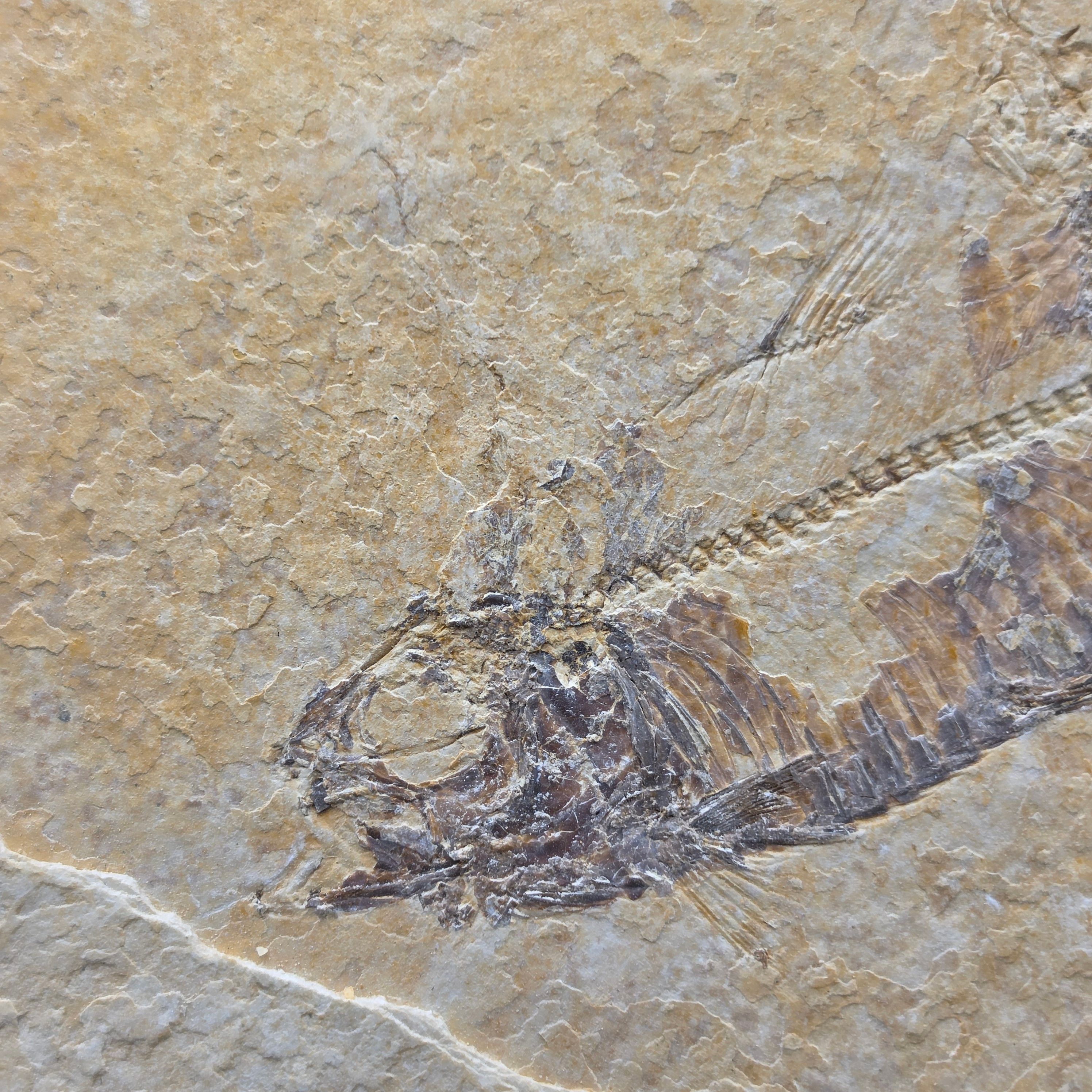 Knightia eocaena on Matrix — view 5