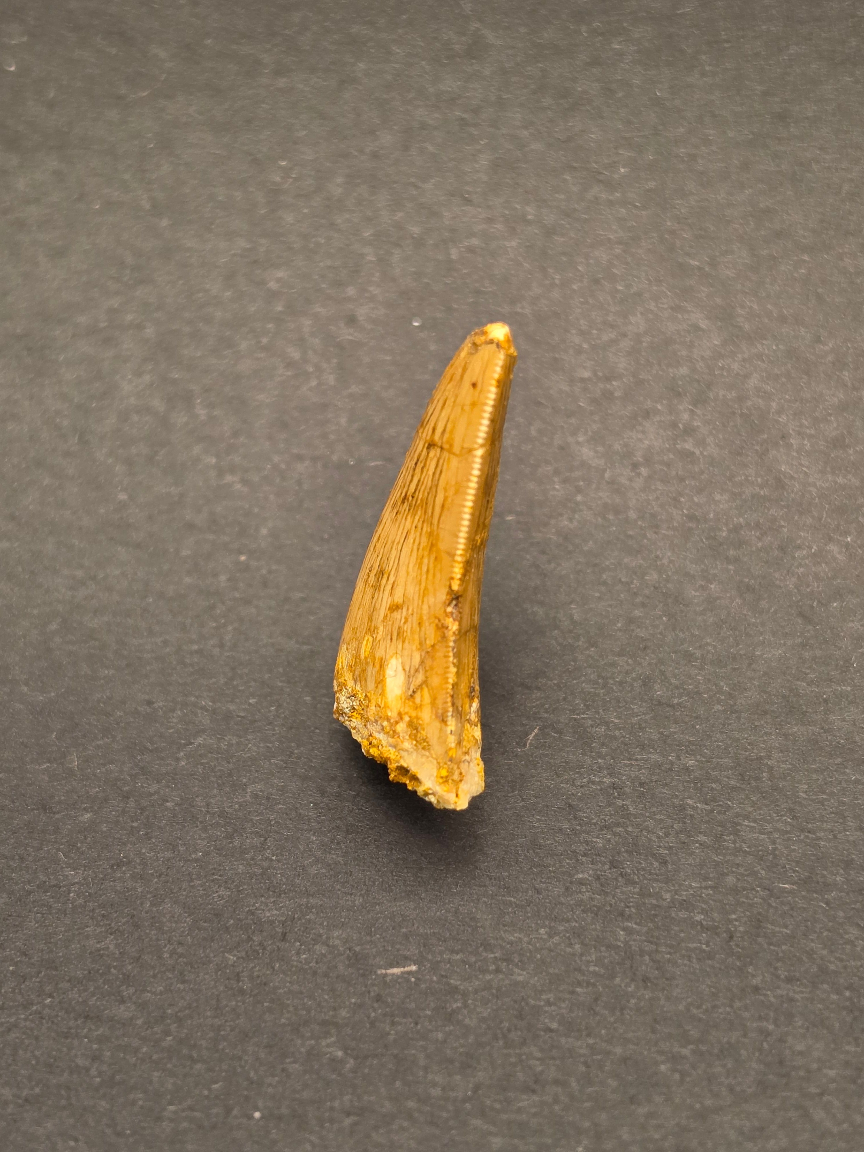 Carcharodontosaurus Tooth — view 4