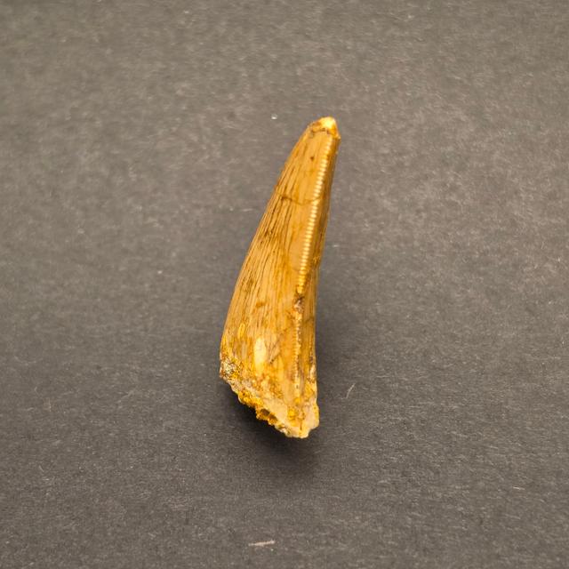 Carcharodontosaurus Tooth — view 4