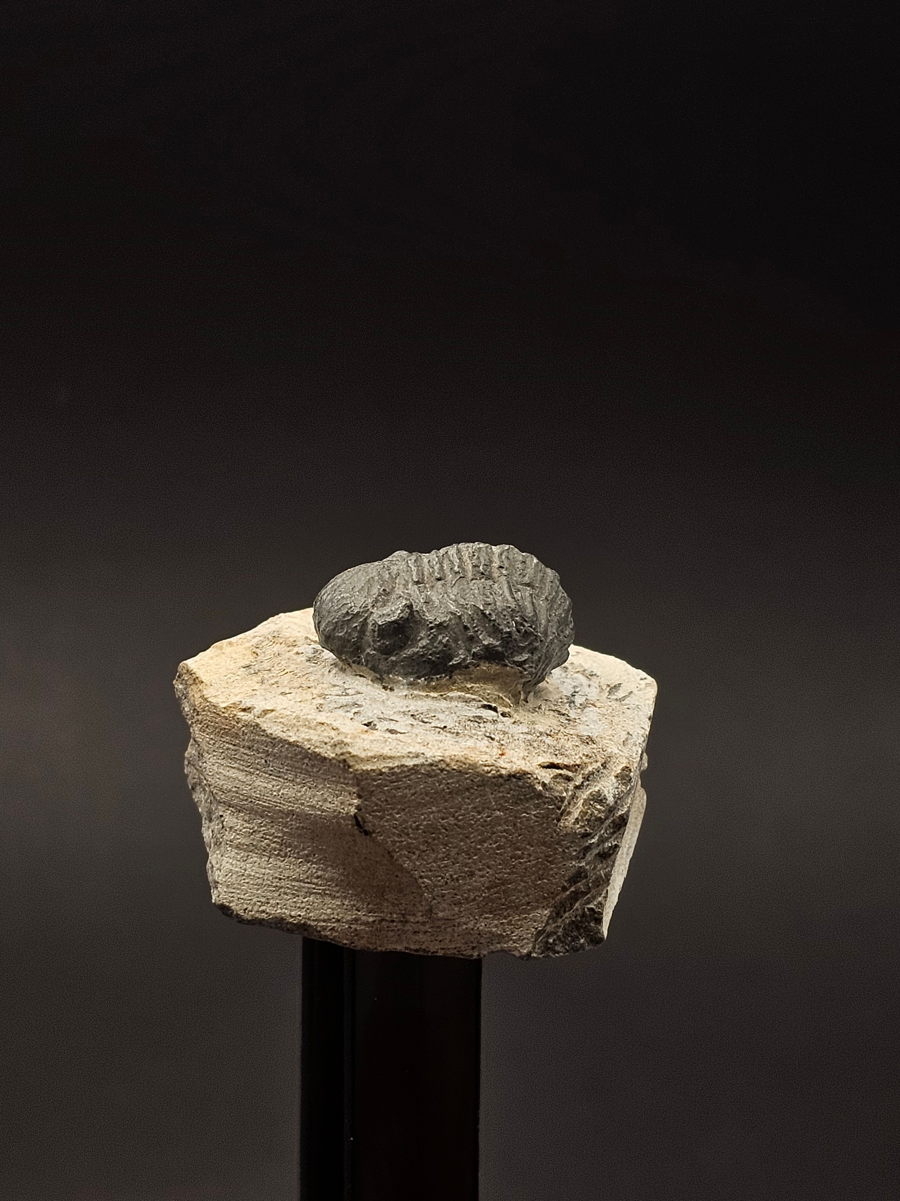 Gerastos Trilobite on Matrix — view 5