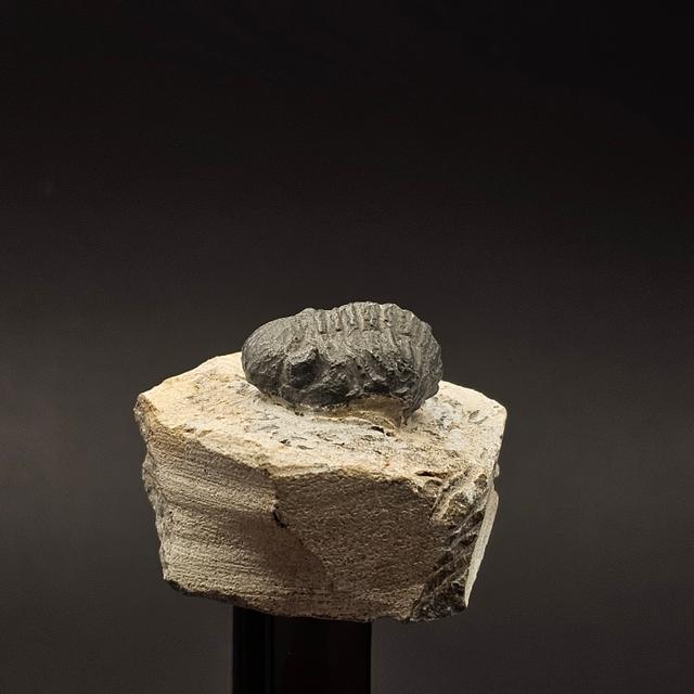 Gerastos Trilobite on Matrix — view 5