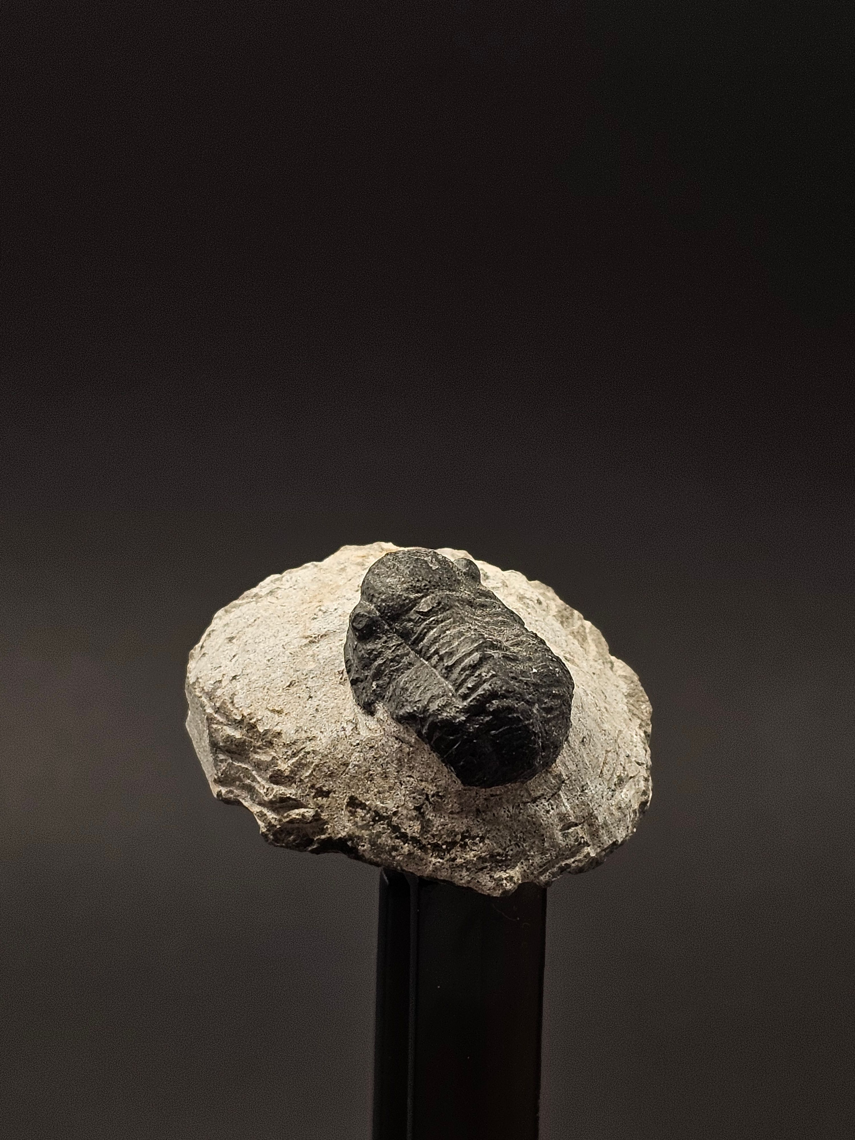 Gerastos Trilobite on Matrix — view 6