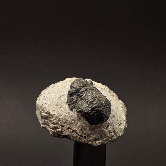 Gerastos Trilobite on Matrix — view 6