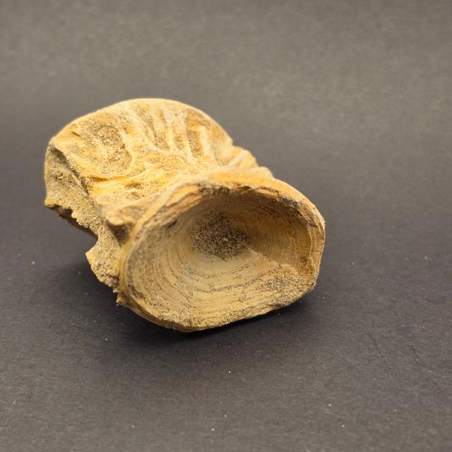 Mosasaur Vertebrae — view 4