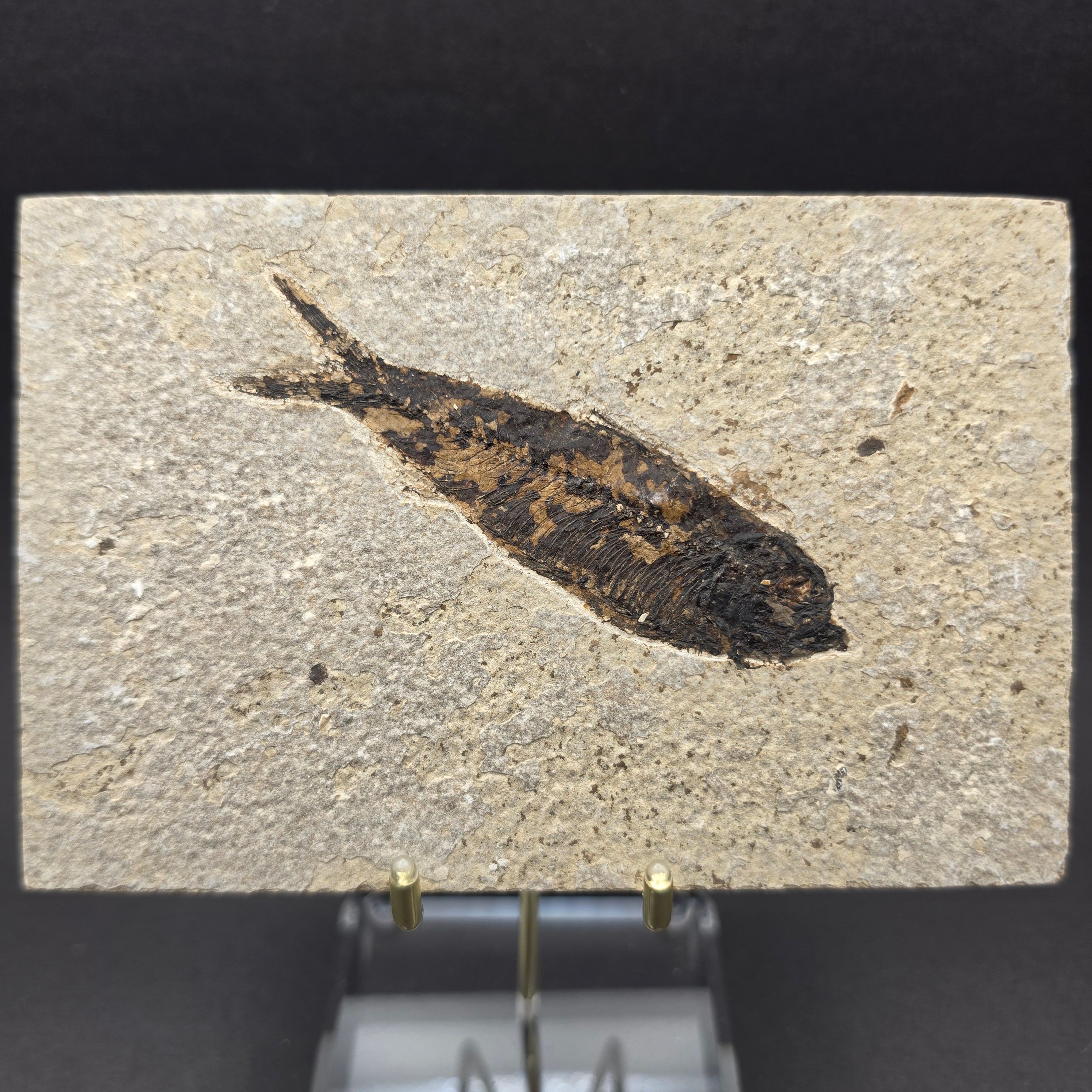 Knightia eocaena on Matrix — KN06